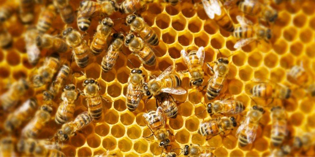 abejas nidos - Cómo son los nidos de abejas y sus características