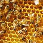 Cómo son los nidos de abejas y sus características