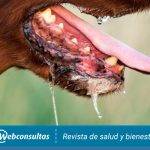 Qué es un absceso dental en perros y cómo se trata