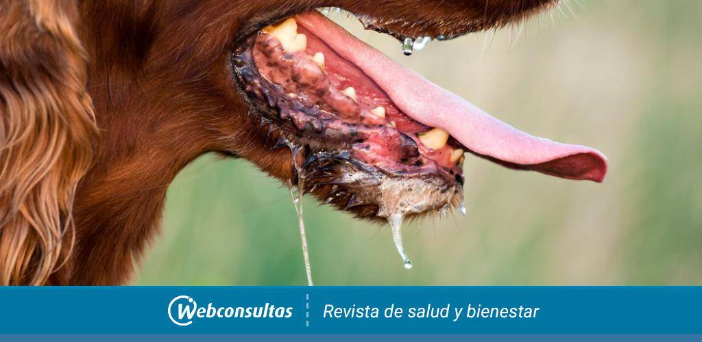 absceso dental en perros - Qué es un absceso dental en perros y cómo se trata