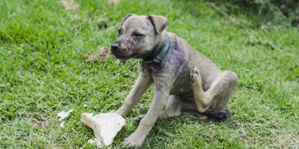 acaros en perros tratamiento casero - Cómo eliminar los ácaros en las orejas de los perros