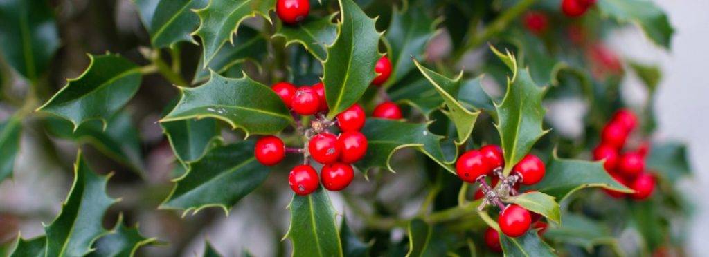 acebo gatos - Qué plantas navideñas son peligrosas para los gatos