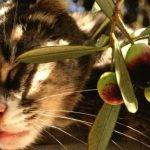 Aceite de oliva para gatos: beneficios y precauciones