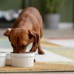 Aceite de salmón para perros: dosis y contraindicaciones