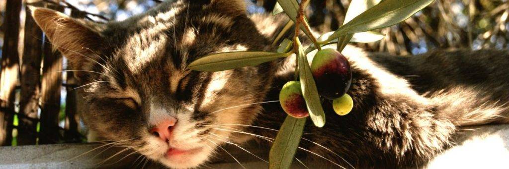 aceituna gato - Es seguro que los gatos coman aceitunas negras