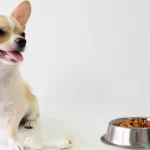 Pueden los perros comer aceitunas Conoce cómo incorporarlas a su dieta