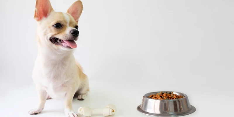 aceituna perro - Pueden los perros comer aceitunas Conoce cómo incorporarlas a su dieta