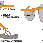 Ácidos biliares altos en perros: tipos, síntomas y tratamiento