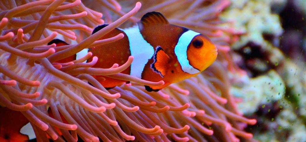 acuario pez payaso - Cómo cuidar adecuadamente a un pez payaso en un acuario doméstico