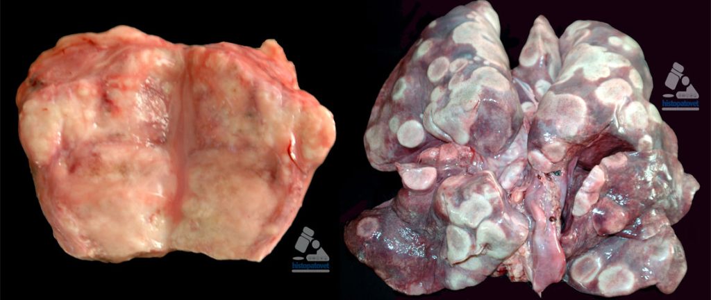 adenoma perianal en perro - Adenoma perianal en perros: tipología, síntomas y tratamiento