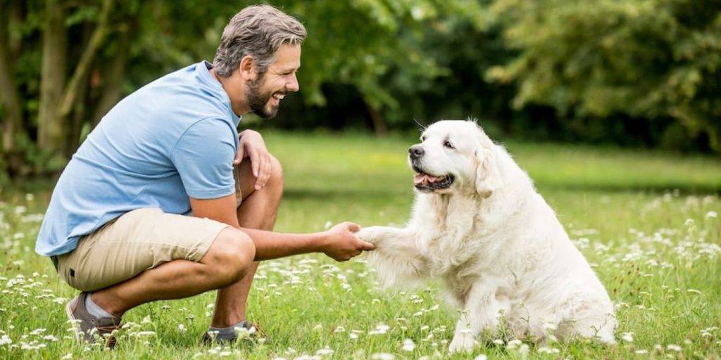 adiestramiento animal - Cuáles son las claves para un adiestramiento animal efectivo