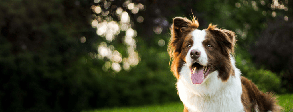 adiestramiento border collie - Cómo adiestrar a un border collie de forma efectiva