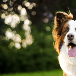 Cómo adiestrar a un border collie de forma efectiva