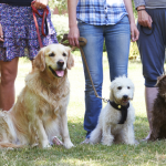 Cómo entrenar a tu perro de forma efectiva y positiva