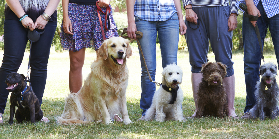 adiestramiento canino - Cómo entrenar a tu perro de forma efectiva y positiva