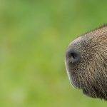 Adoptar una Capibara como mascota es legal en España