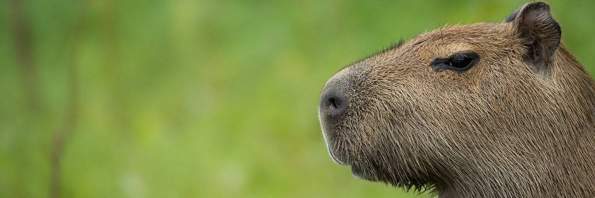 Es Legal Tener Un Capibara En España