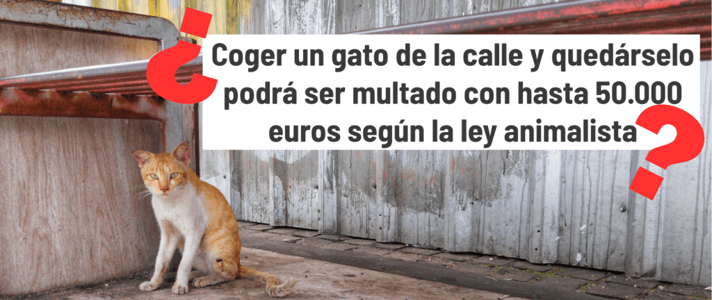 adoptar gato callejero 1 - Cómo adoptar y cuidar a un gato callejero adecuadamente