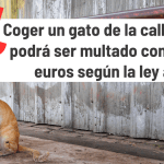 Cómo adoptar y cuidar a un gato callejero adecuadamente