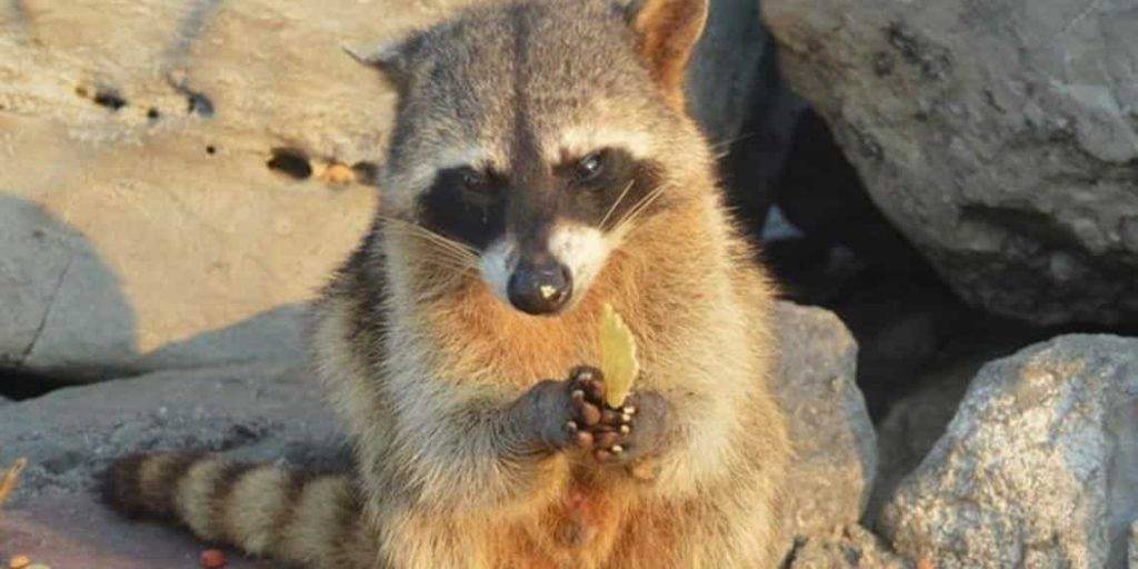 adoptar mapache - Es adecuado tener un mapache como mascota en casa