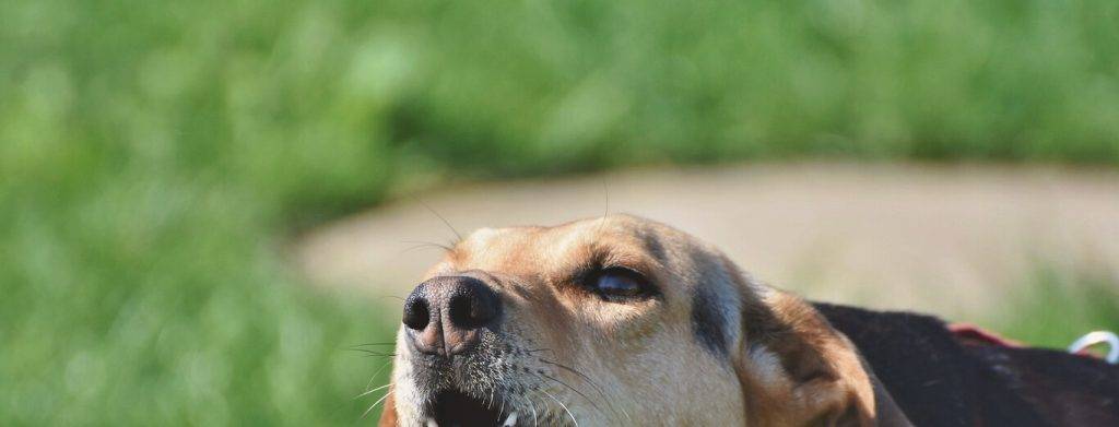 afonia perro - Por qué mi perro está afónico y cómo recuperar su ladrido