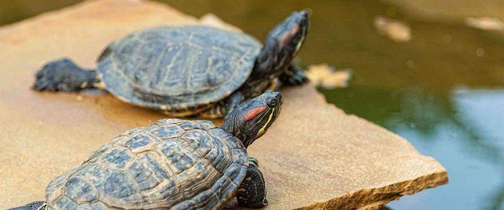 agua dulce que tipo de tortuga tengo - Cuáles son los tipos de tortugas de agua más comunes