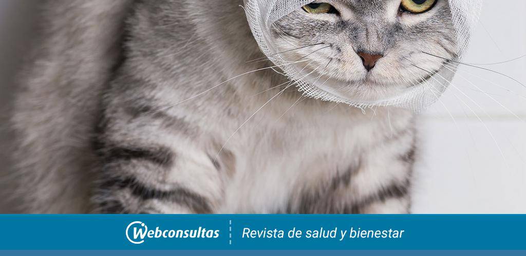 agua oxigenada gatos - Es seguro aplicar agua oxigenada en cortes de gatos