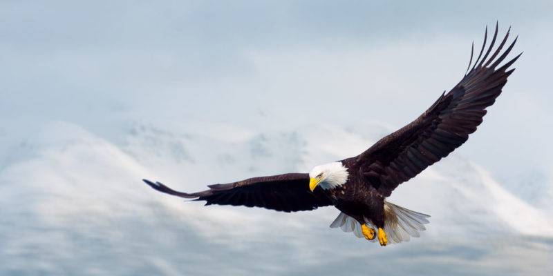 aguila caracteristicas - Cómo se adaptan las águilas a alturas extremas para cazar presas