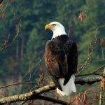 Cuál es el hábitat natural de las águilas
