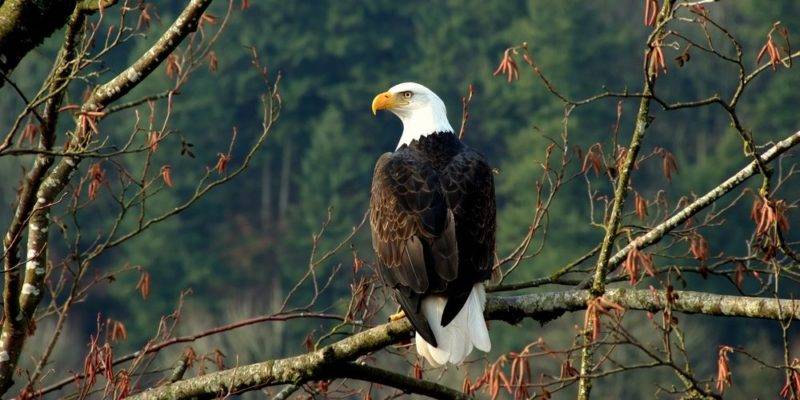 aguila donde vive - Cuál es el hábitat natural de las águilas