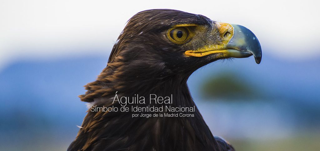 aguila pico azul - Tipos de águilas: características, nombres y fotos