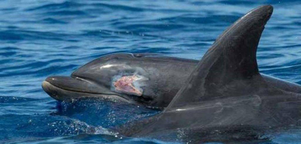 agujero de los delfines - Cómo realizan los delfines el proceso de respiración bajo el agua