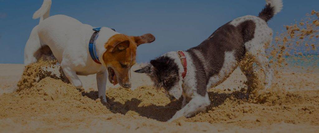 agujetas en perros 1 - Los perros pueden padecer agujetas tras hacer ejercicio