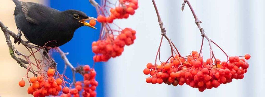 ahuyenta pajaros casero - Cómo proteger tu hogar de los pájaros de forma natural