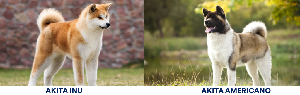 akita americano akita inu - Conoces los diferentes tipos de Akita