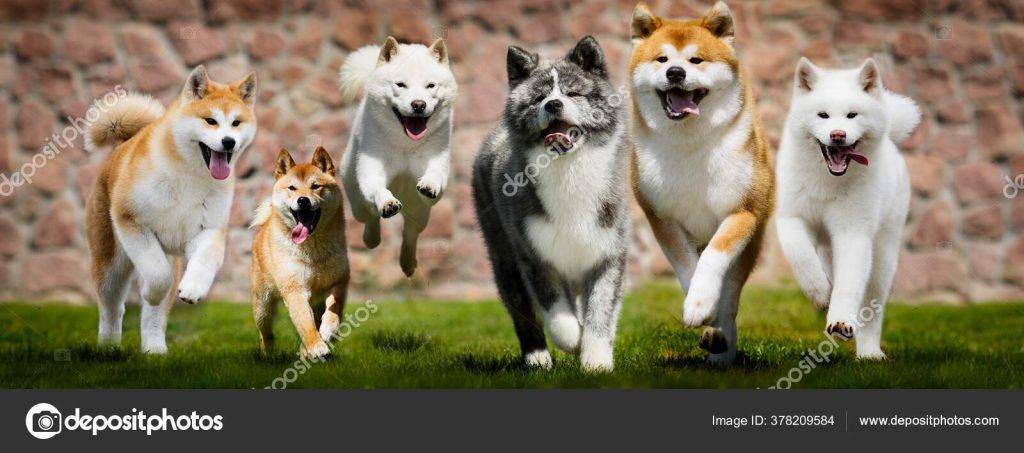 akita and shiba - Diferencias entre Shiba Inu y Akita Inu Características y cuidados