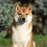 Cuáles son las características del perro Akita Inu