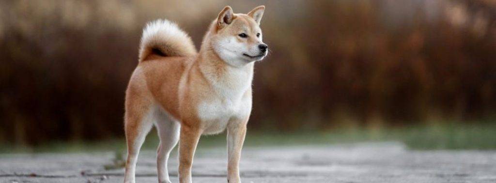 akita inu es peligroso - Es el Akita Inu un perro peligroso Averigua la verdad sobre esta raza