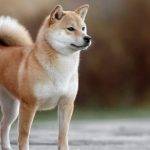 Es el Akita Inu un perro peligroso Averigua la verdad sobre esta raza