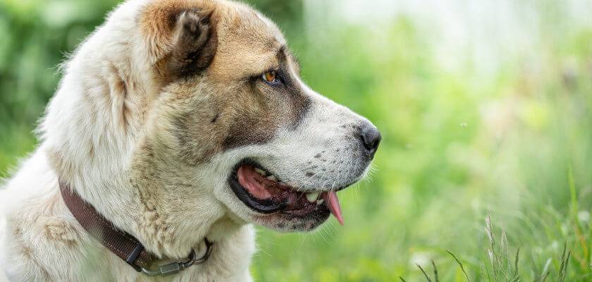 alabai con orejas 33 - Qué características distinguen a los perros de raza Alabai