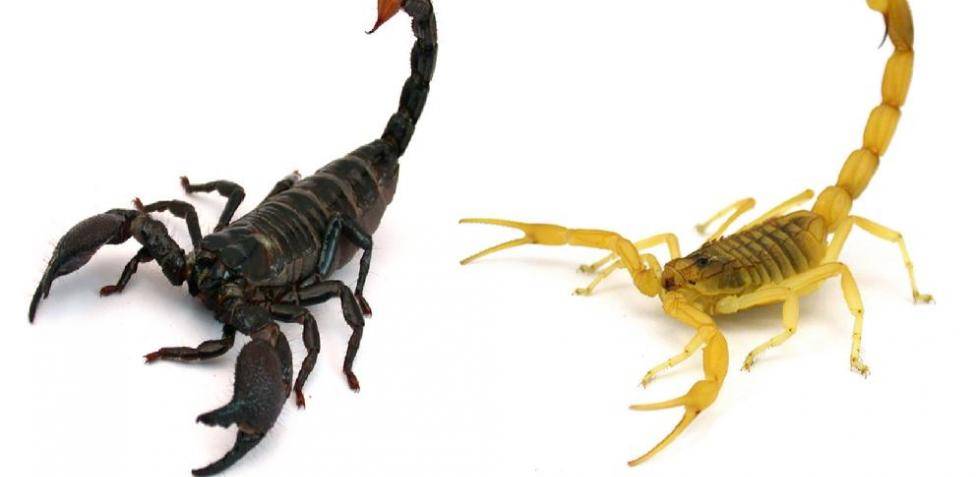 alacran y escorpion - Cuáles son las diferencias entre un escorpión y un alacrán