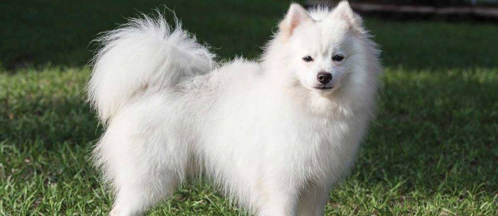 alaskan eskimo dog - Qué características destacan al perro esquimal americano