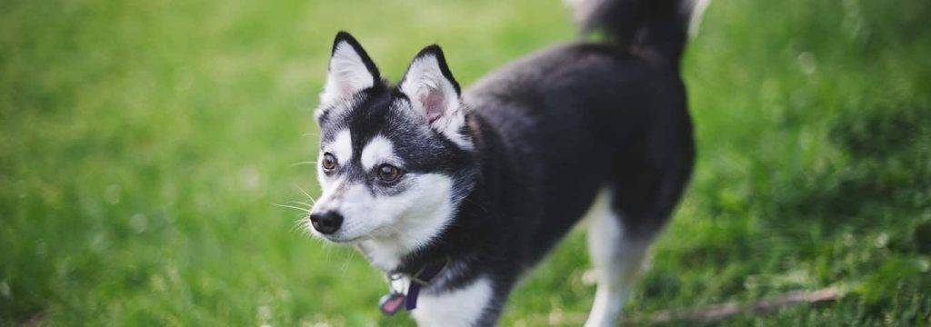 alaskan husky klee kai - Qué características destacan del Alaskan Klee Kai