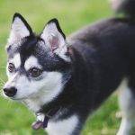 Qué características destacan del Alaskan Klee Kai