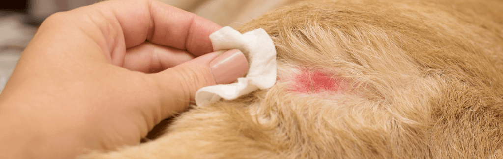 alergia pulgas perros remedios caseros - Cómo eliminar pulgas en perros con remedios caseros