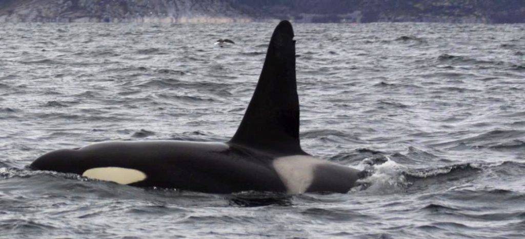 aleta de orca - Por qué las orcas en cautiverio tienen su aleta dorsal doblada