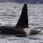 Por qué las orcas en cautiverio tienen su aleta dorsal doblada