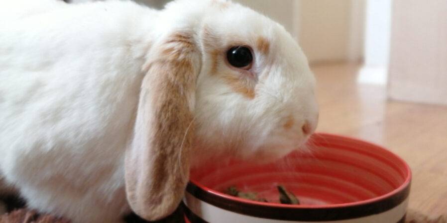 alimentacion conejo - Qué comen los conejos y cómo cuidar su dieta