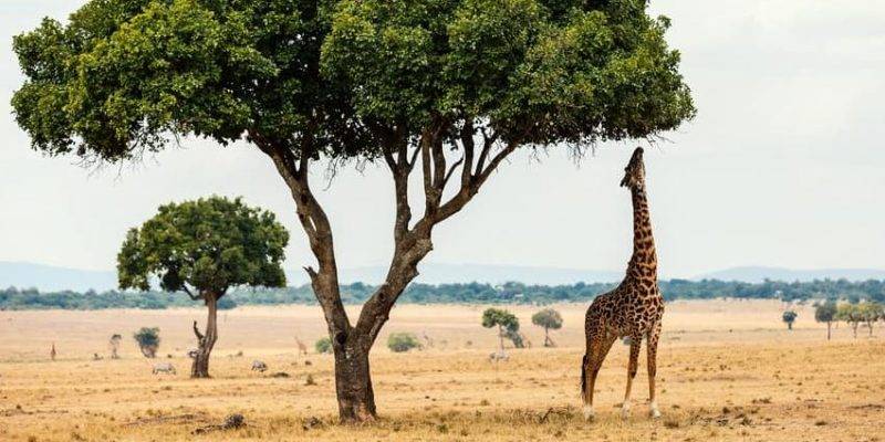 alimentacion de jirafa - Cuál es la dieta de las jirafas en la sabana africana