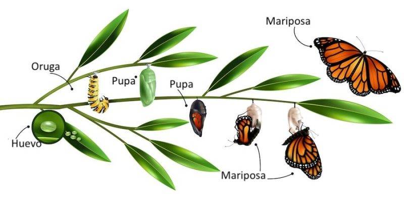 alimentacion de la mariposa - Dónde viven las mariposas y qué comen en su dieta diaria